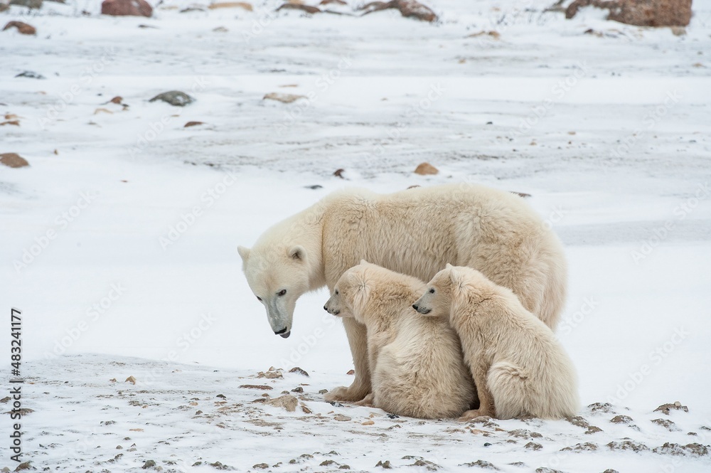 Polar she-bear with cubs. A Polar she-bear with two small bear cubs on the snow. Polar she-bear with cubs. A Polar she-bear with two small bear cubs on the snow.