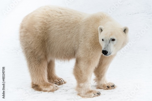 Obraz na plátně Horizontal portrait of a polar bear