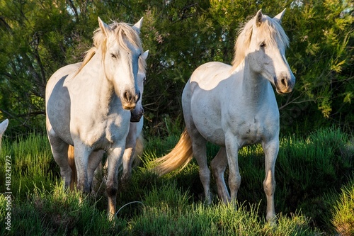 Portrait of the White Camargue Horses on the natural green background.