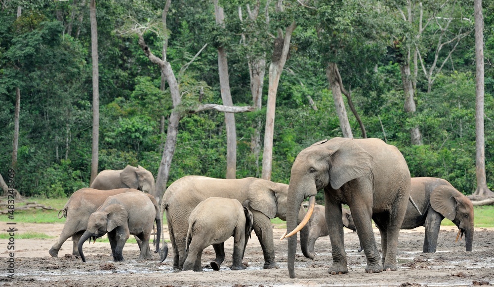 Fototapeta premium African Forest Elephant, Loxodonta africana cyclotis, of Congo Basin. At the Dzanga saline (a forest clearing) Central African Republic, Sangha-Mbaere, Dzanga Sangha