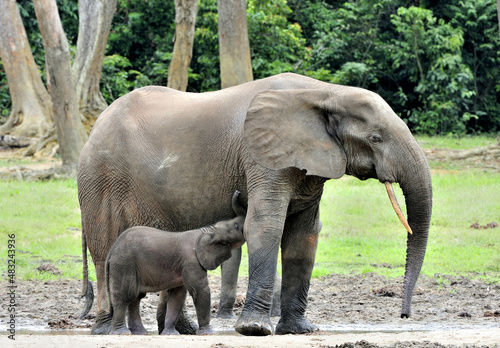 The elephant calf is fed with milk of an elephant cow The African Forest Elephant  Loxodonta africana cyclotis. At the Dzanga saline  a forest clearing  Central African Republic  Dzanga Sangha