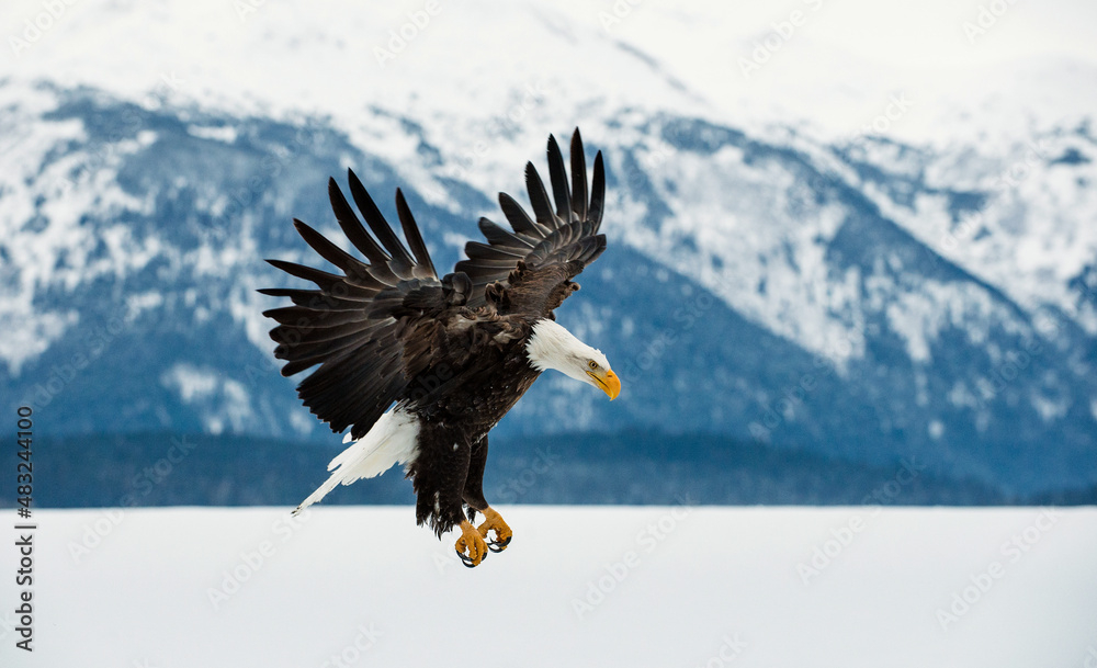 Bald Eagle ( Haliaeetus leucocephalus ) landed on snow Bald Eagle ( Haliaeetus leucocephalus ) landed on snow