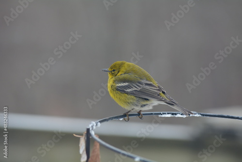 Perched yellow warbler © PjCreates