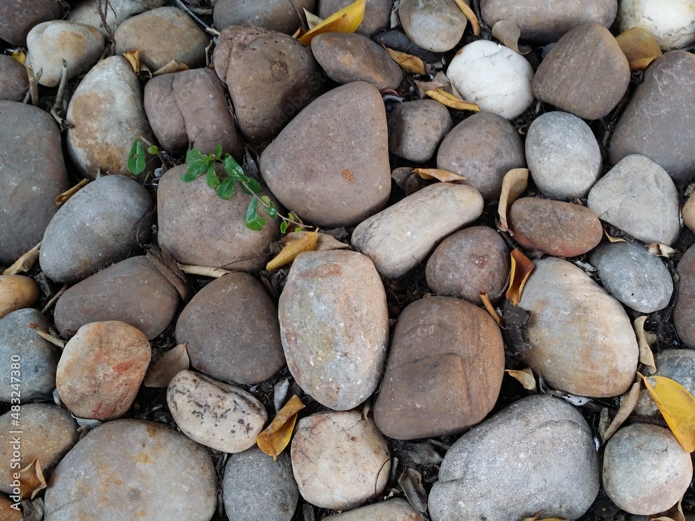 round pebble stones on beach with fallen leaves round pebble stones on beach with fallen leaves