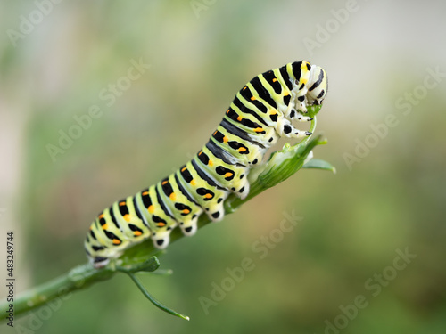 キアゲハチョウの幼虫 © image360