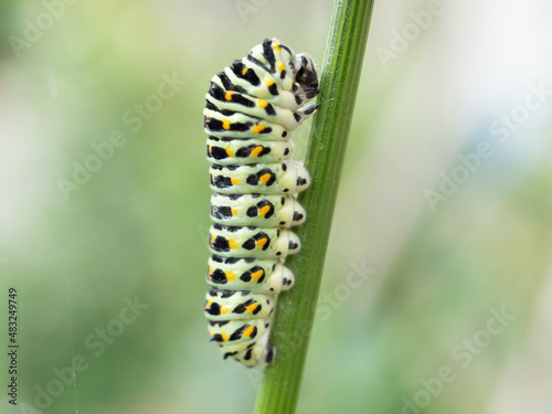 キアゲハチョウの幼虫 © image360