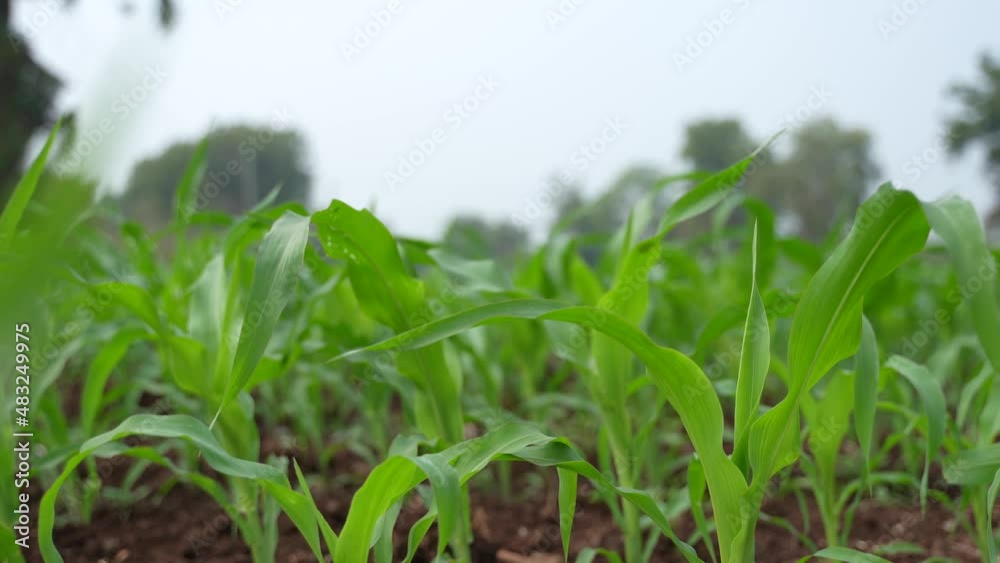 Fresh green jowar or sorghum agriculture field. Fresh green jowar or sorghum agriculture field.