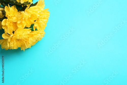 Beautiful chrysanthemum flowers on light blue background. Space for text