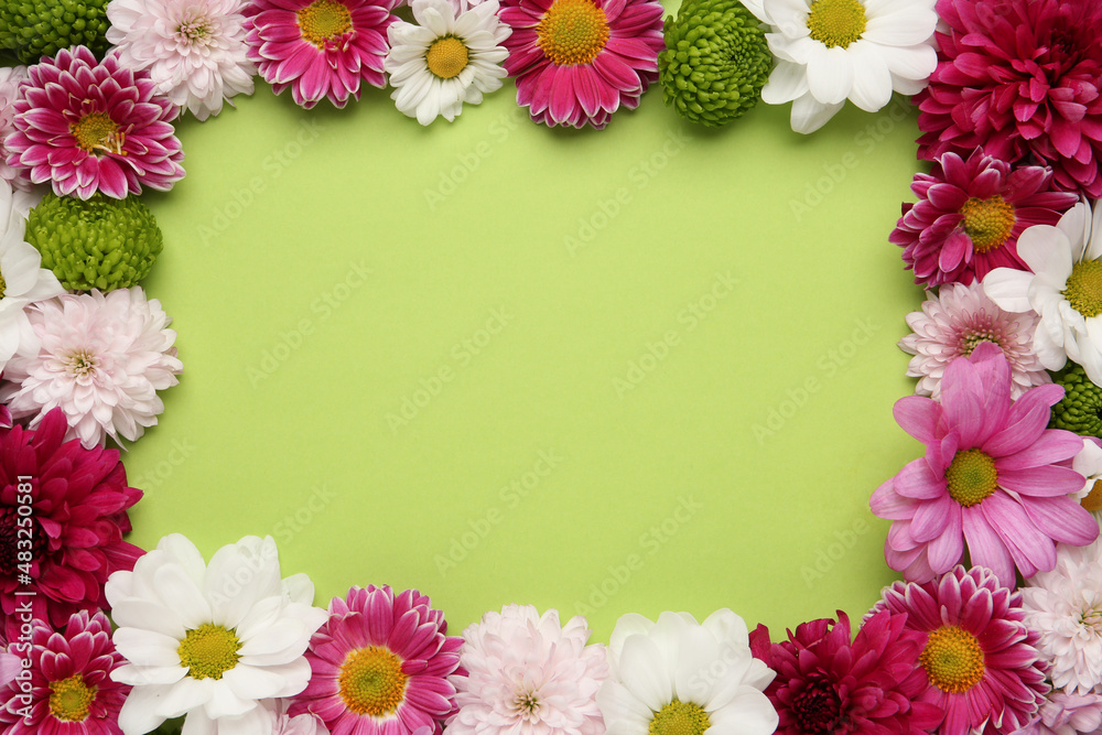 Fototapeta premium Frame made of beautiful chrysanthemum flowers on green background, flat lay. Space for text