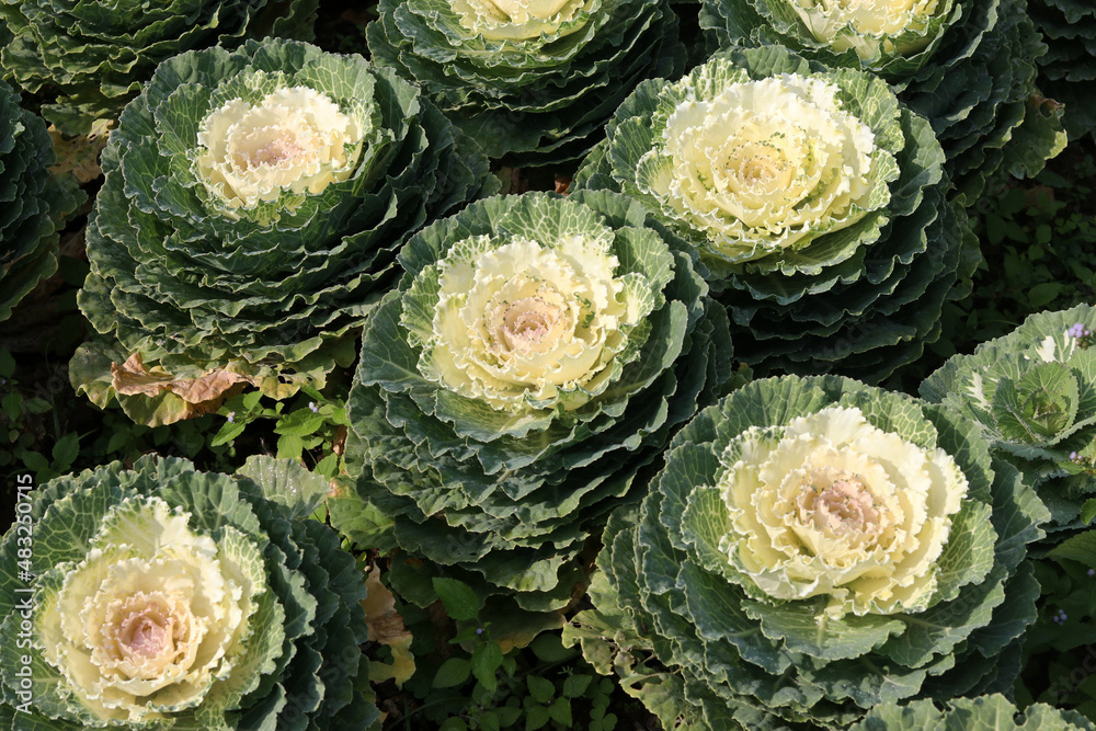 Ornamental cabbage flowers plant in the garden. Ornamental colored cabbage with yellow and green center. 