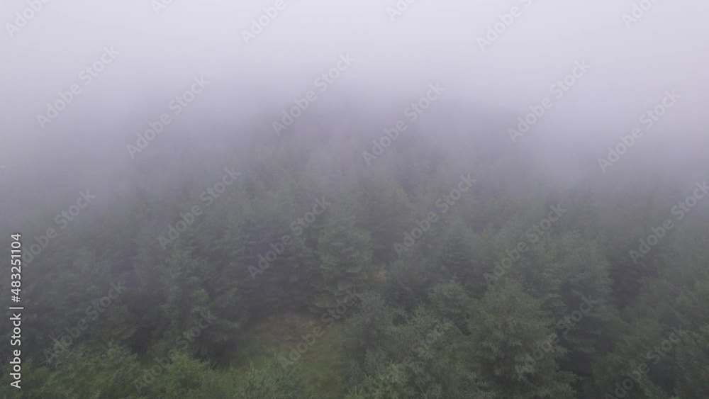 Aerial drone flying through mist tilting down on forest Aerial drone flying through mist tilting down on forest
