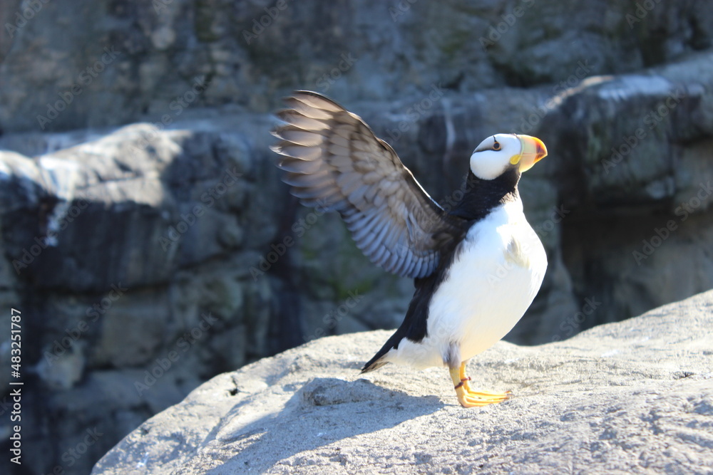 Fototapeta premium Puffin spreading wings 