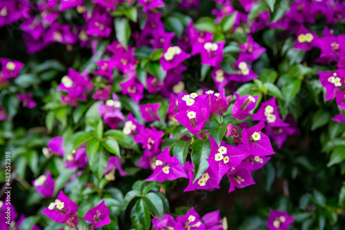 Flowers Bougainvillea tropical bush in garden against blue sky. Bright beautiful pink purple ornamental climbing plant Bougainvillea glabra that widely cultivated in tropics.