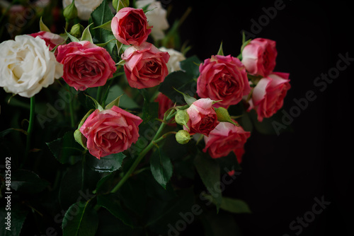 Red white roses bouquet on a black background. Vintage beautiful floral background in a low key. The concept of a holiday  gifts  romance and love. Bouquet for Valentine s Day  birthday. Wilted roses
