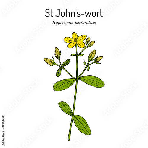 St. Johns wort Hypericum perforatum , medicinal plant © foxyliam