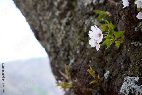 A pretty flower that bloomed on the trunk of a cherry blossom
