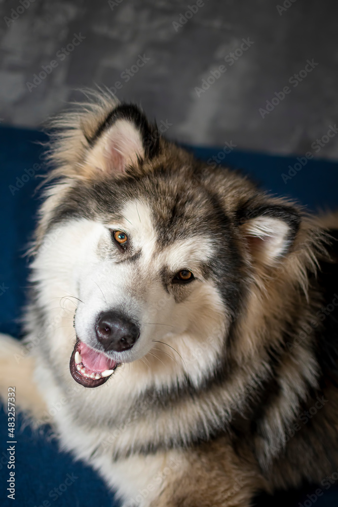 Obraz premium Smiling Malamute chilling on a couch. Young cute Nordic breed dog with white fluffy collar and loving brown eyes. Selective focus on the details, blurred background.