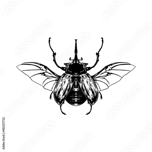 Beetle - Megasoma elephas