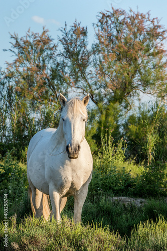 Portrait of the White Camargue Horse on the natural green background. Sunset light. France.  Camargue.