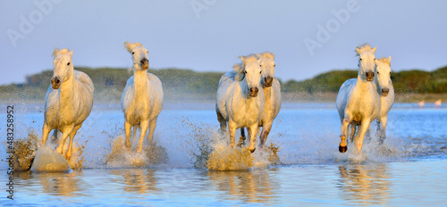 Fototapeta Naklejka Na Ścianę i Meble -  Herd of White Camargue Horses running on the water