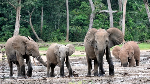  African Forest Elephant, Loxodonta africana cyclotis, of Congo Basin. At the Dzanga saline (a forest clearing) Central African Republic, Sangha-Mbaere, Dzanga Sangha