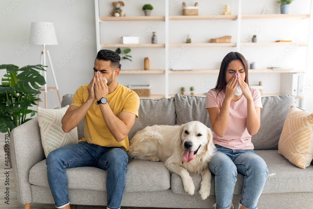 Young diverse couple having cold or flu infection, blowing noses in paper tissues, sitting on couch with their dog Young diverse couple having cold or flu infection, blowing noses in paper tissues, sitting on couch with their dog