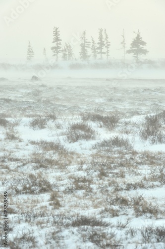 Snowstorm in tundra landscape with trees. low visibility conditions due to a snow storm in tundra foreground in Canada at winter time.