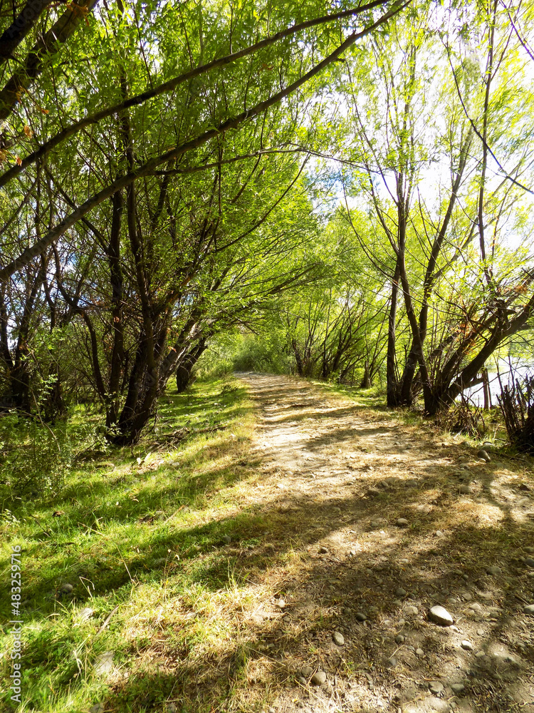Obraz premium Path in the forest, intertwined trees 