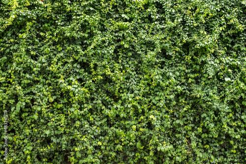 Fototapeta Naklejka Na Ścianę i Meble -  Green leaf wall texture background. Vine on the wall. Environmental freshness wallpaper concept.