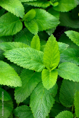 Fresh green leaves of mint, lemon balm, peppermint top view. Mint leaf texture. Ecology natural layout. Mint leaves pattern spearmint herbs nature background