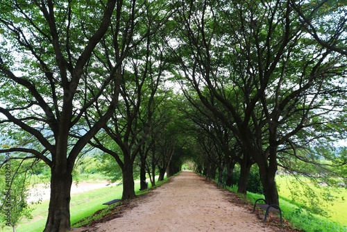 path with tree-tunnel in the park