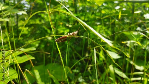 the grasshopper perched among the green leaves © Akang