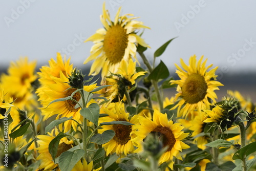 Sunflower plantation. Industrial use for the production of sunflower oil. photo