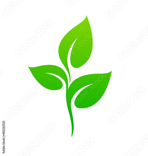 beautiful lush green plant seedling