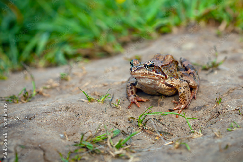 Fototapeta premium The true frogs, family Ranidae, have the widest distribution of any frog family..