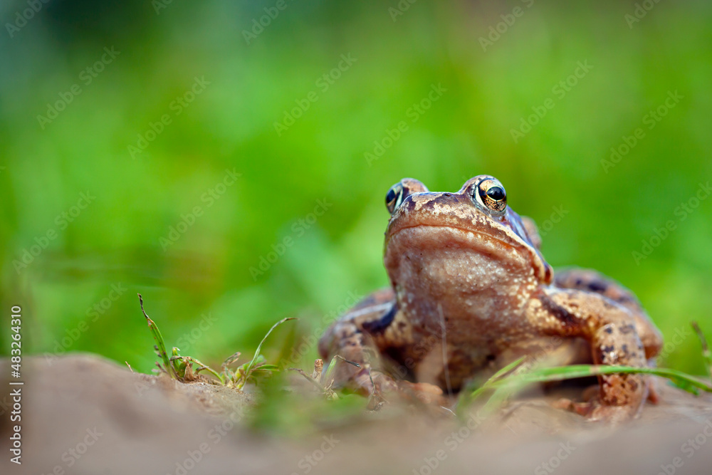 The true frogs, family Ranidae, have the widest distribution of any frog family.. The true frogs, family Ranidae, have the widest distribution of any frog family..