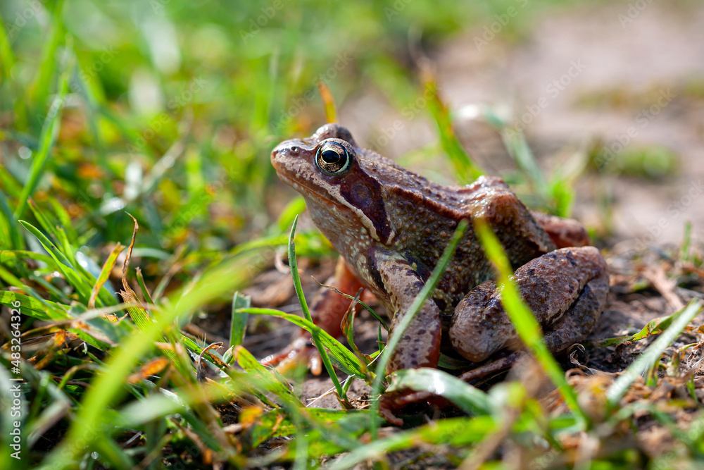 The true frogs, family Ranidae, have the widest distribution of any frog family.. The true frogs, family Ranidae, have the widest distribution of any frog family..