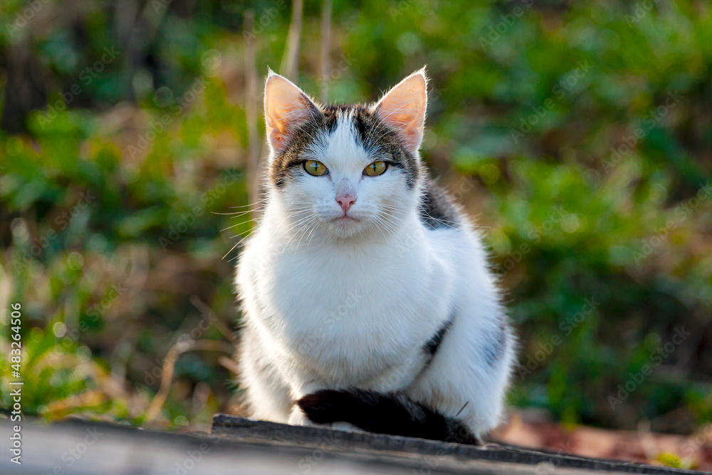 The cat is sitting in the garden basking in the sun