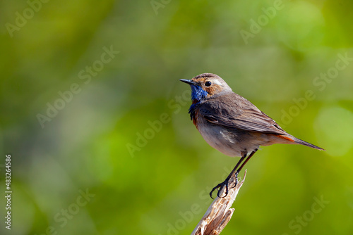The bluethroat  Luscinia svecica  is a small passerine bird that was formerly classed as a member of the thrush family Turdidae 