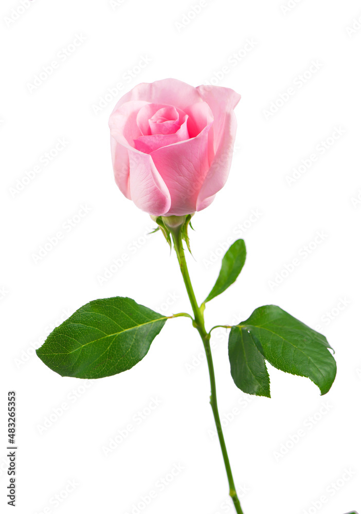 Obraz premium beautiful pink rose flowers isolated on white background