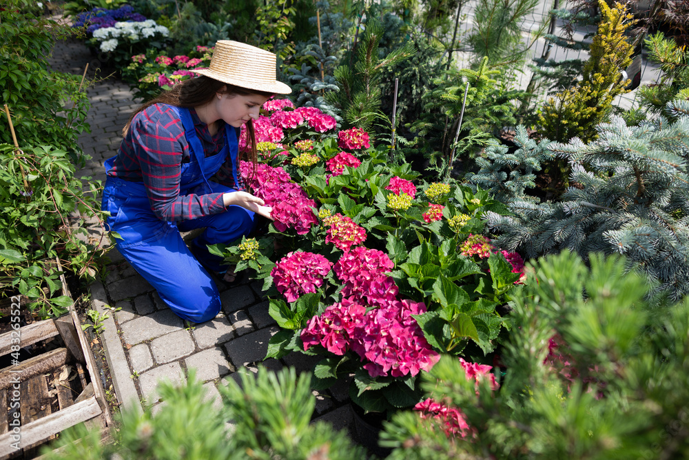 A worker checks the inflorescence of a pink hydrangea. Garden Shop. A worker checks the inflorescence of a pink hydrangea. Garden Shop.