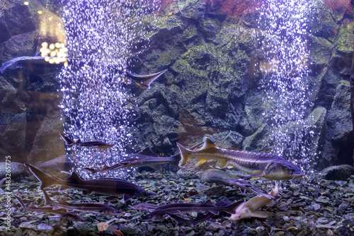 sturgeon fish in the aquarium. White sturgeon photo