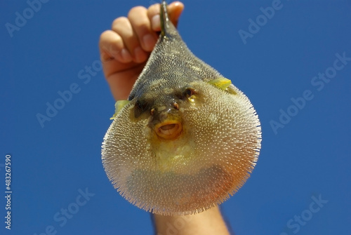 Frontal view of a pufferfish on a blue background. Inflated puffer fish against the blue sky. A man holds a puffer fish in his hand. Fishing on the island of Sri Lanka. photo