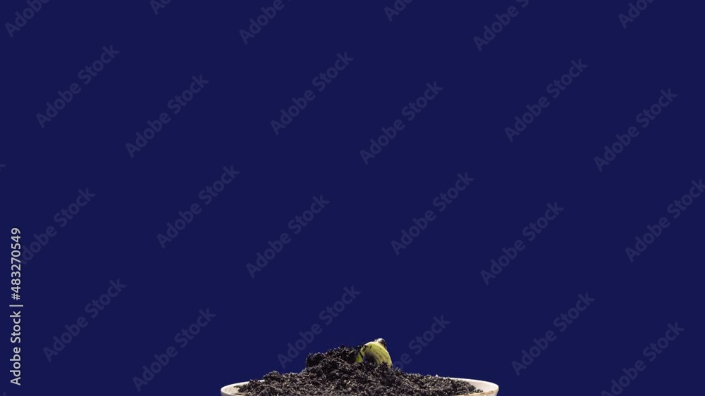 Bean sprout growing on blue background time lapse Bean sprout growing on blue background time lapse