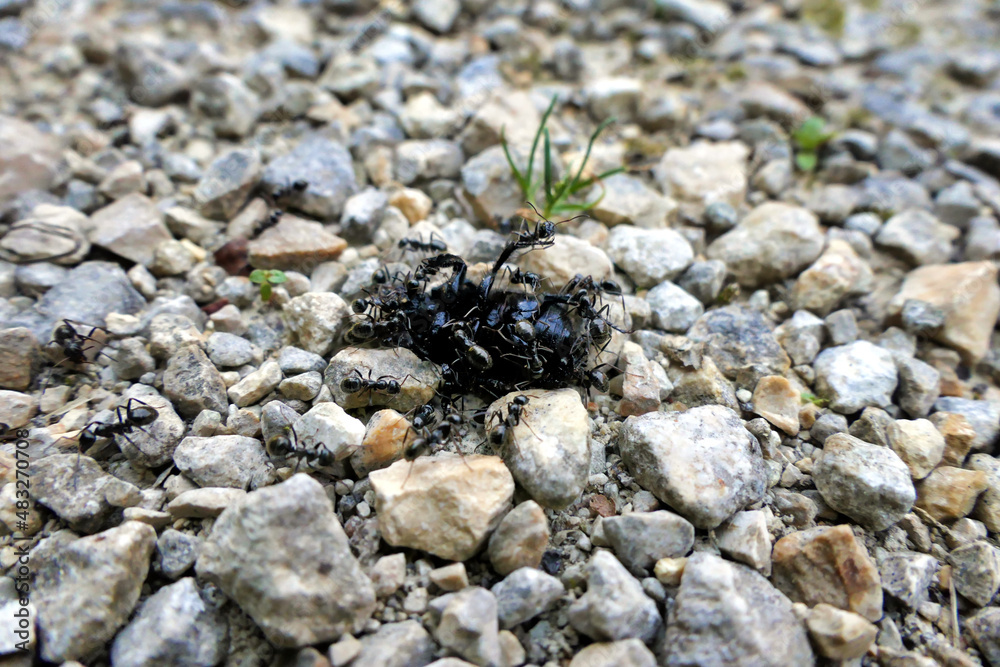 Black Garden Ants (Lasius niger) attacking a large black beetle
Black Garden Ants (Lasius niger) attacking a large black beetle