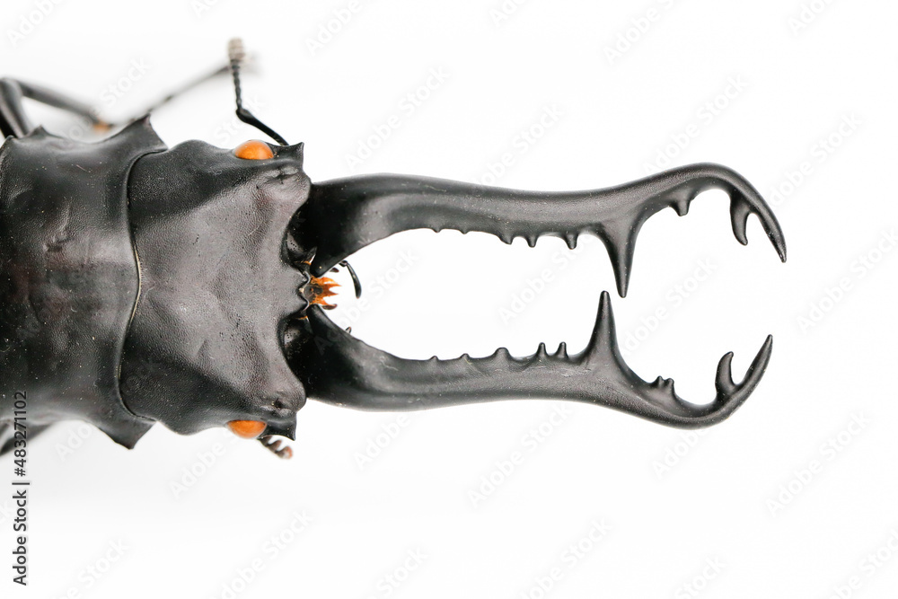 Fototapeta premium Beautiful black stag beetle, one of insect in Thailand on isolated white background