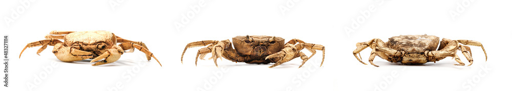 front and back view of waterfresh crab