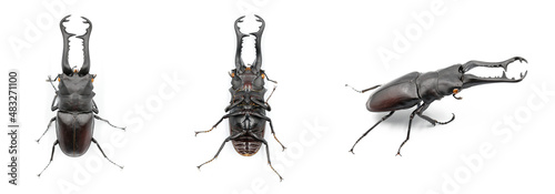 View of Stag beetle, one of insect in Thailand on isolated white background