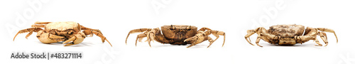 front and back view of waterfresh crab