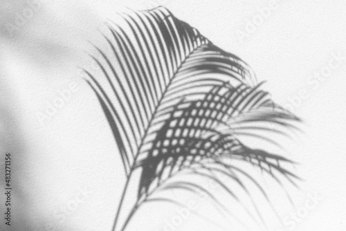Wallpaper Mural Palm tree leaf black shadow on white texture wall, gray tropical leaves reflection on light surface, abstract plant branch shade, summer nature backdrop, monochrome natural floral pattern background Torontodigital.ca
